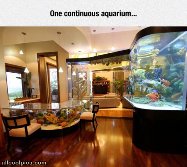 Amazing Aquarium