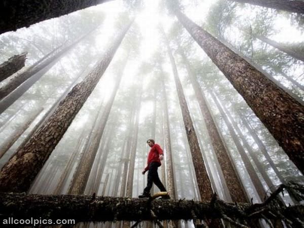 Amazing Trees