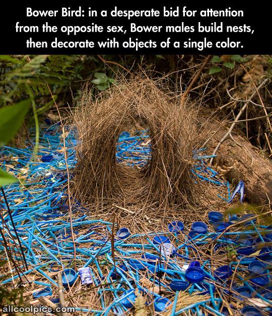 Bower Birds