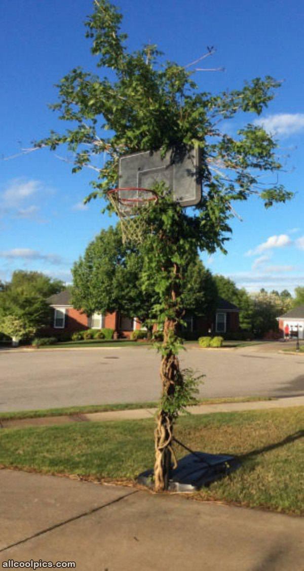 Cool Basketball Hoop