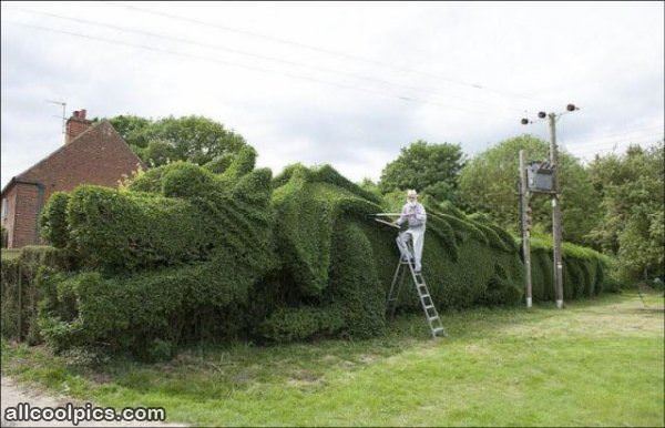 Cool Bushes