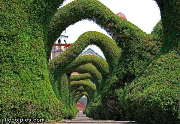 Cool Bushes To Walk Under