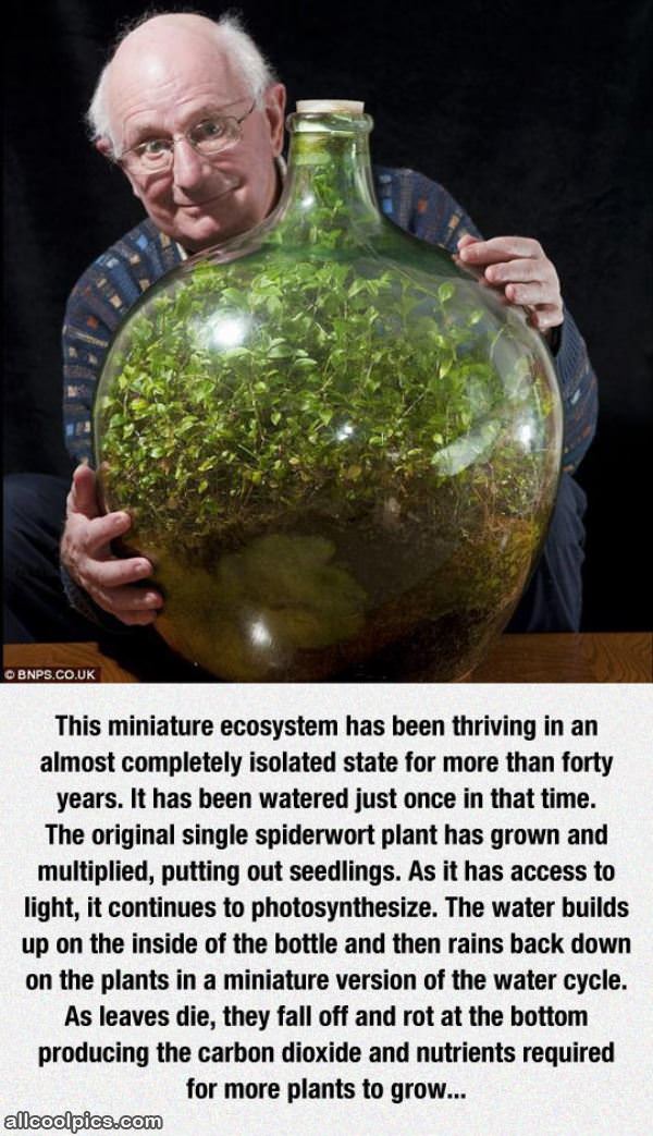 Cool Ecosystem