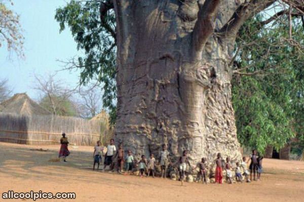 Cool Huge Tree