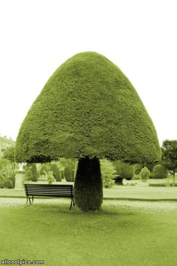 Cool Mushroom Tree