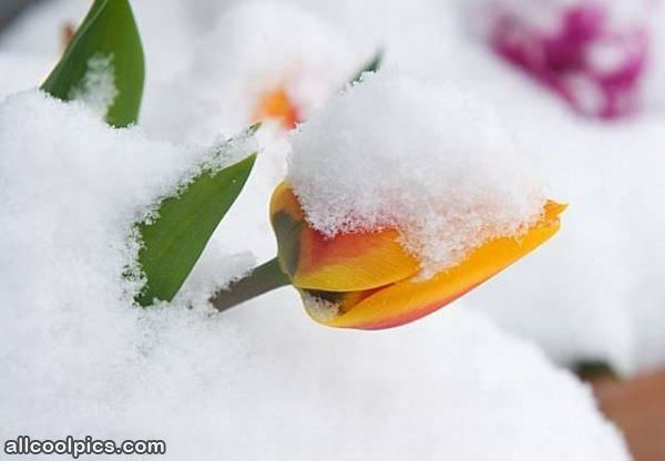 Cool Snowy Flower