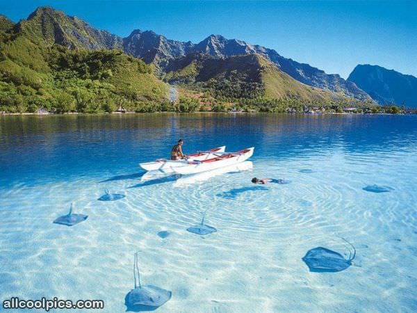 Cool Sting Rays