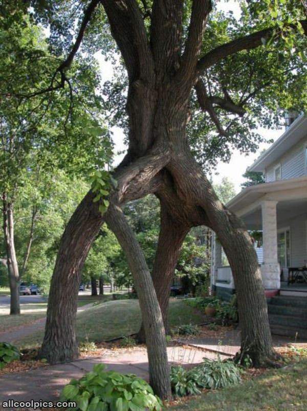 Cool Tree Walkway