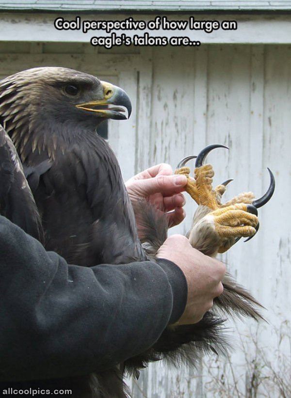 Eagle Talons