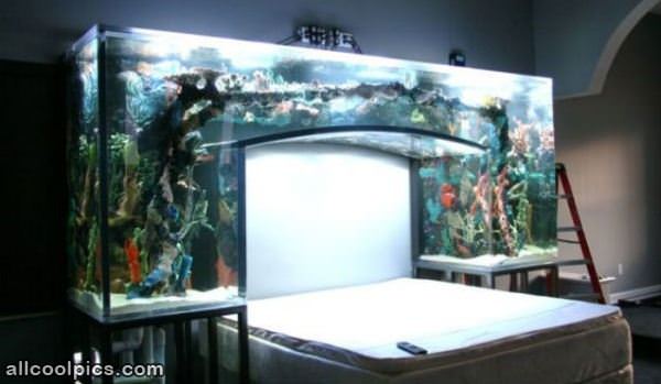 Fish Tank Over Bed