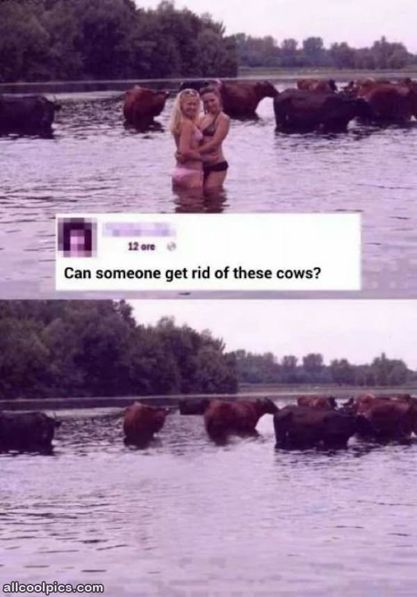 Get Rid Of The Cows