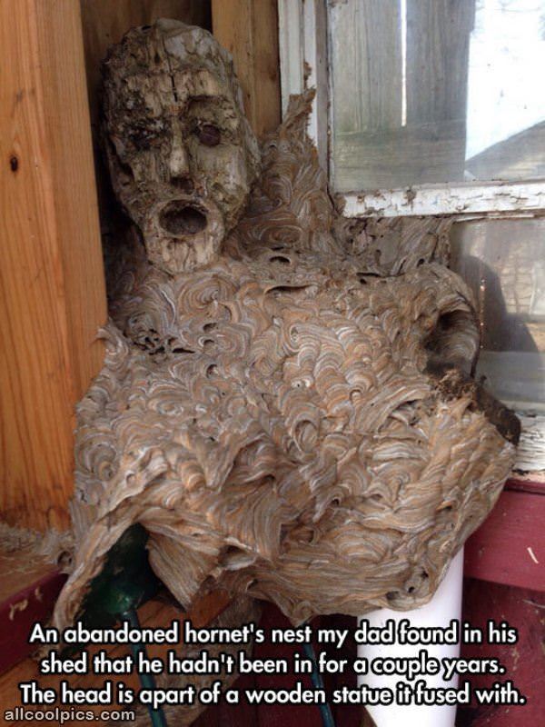 Hornets Nest