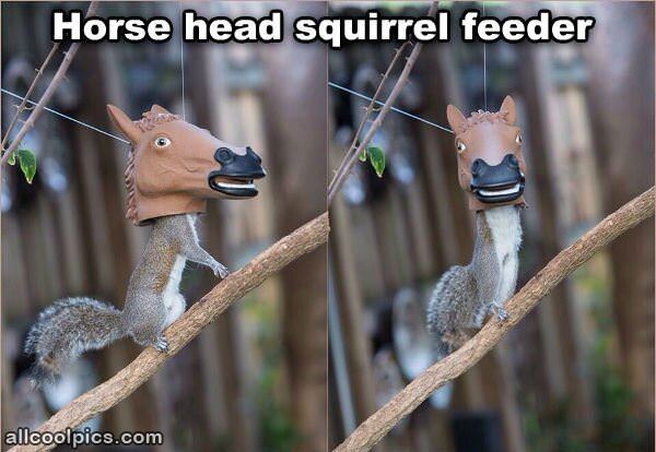 Horse Head Squirrel Feeder