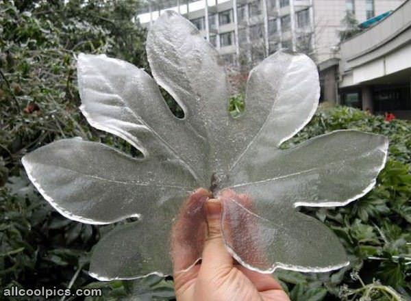 Ice Leaf