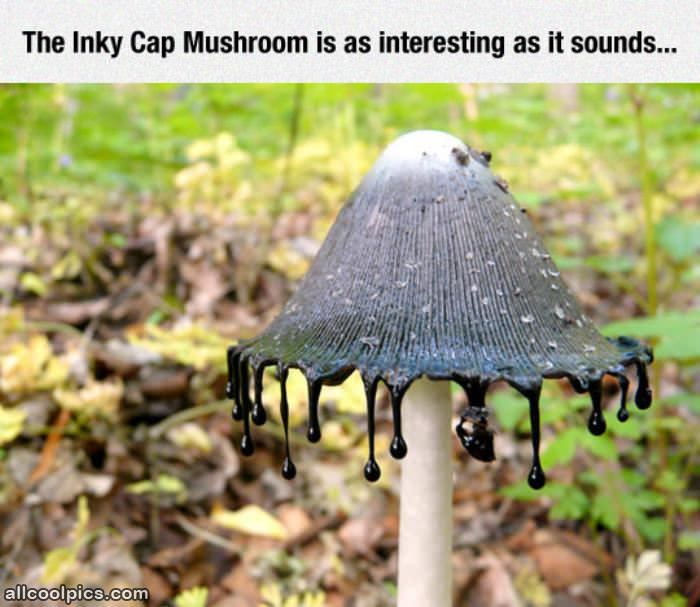 Inky Cap Mushroom