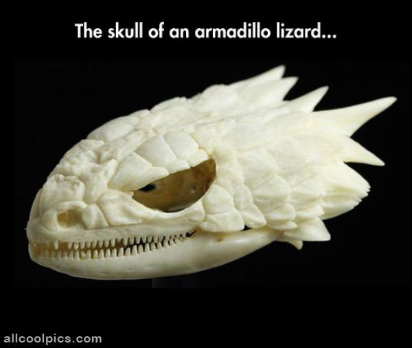 Lizard Skull