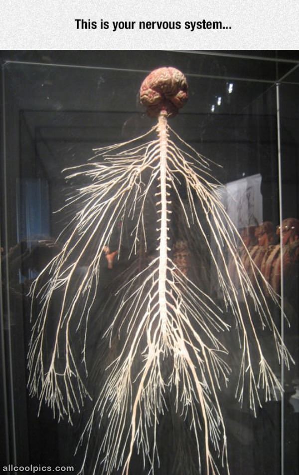 Nervous System