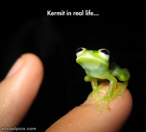 Real Life Kermit