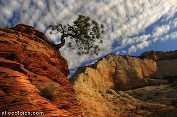 Sideways Tree