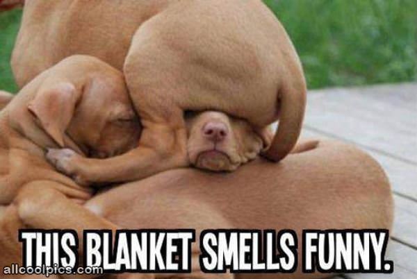 This Blanket Smells Weird