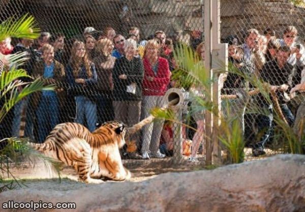 Tiger Tug Of War